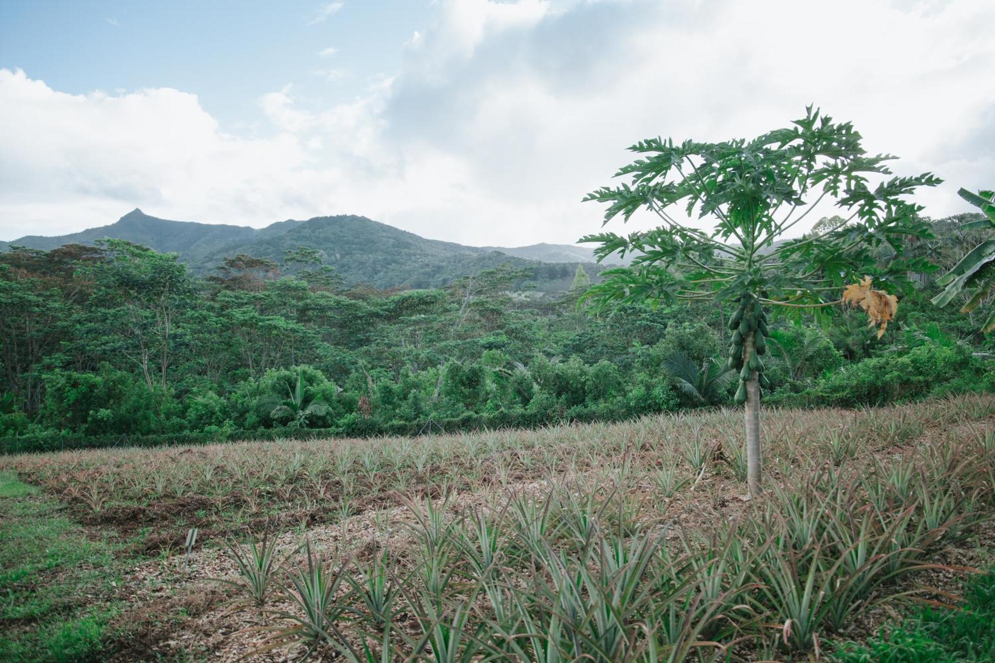 La Vieille Cheminee, Tropical Farm & Eco-Lodges Chamarel Exterior foto