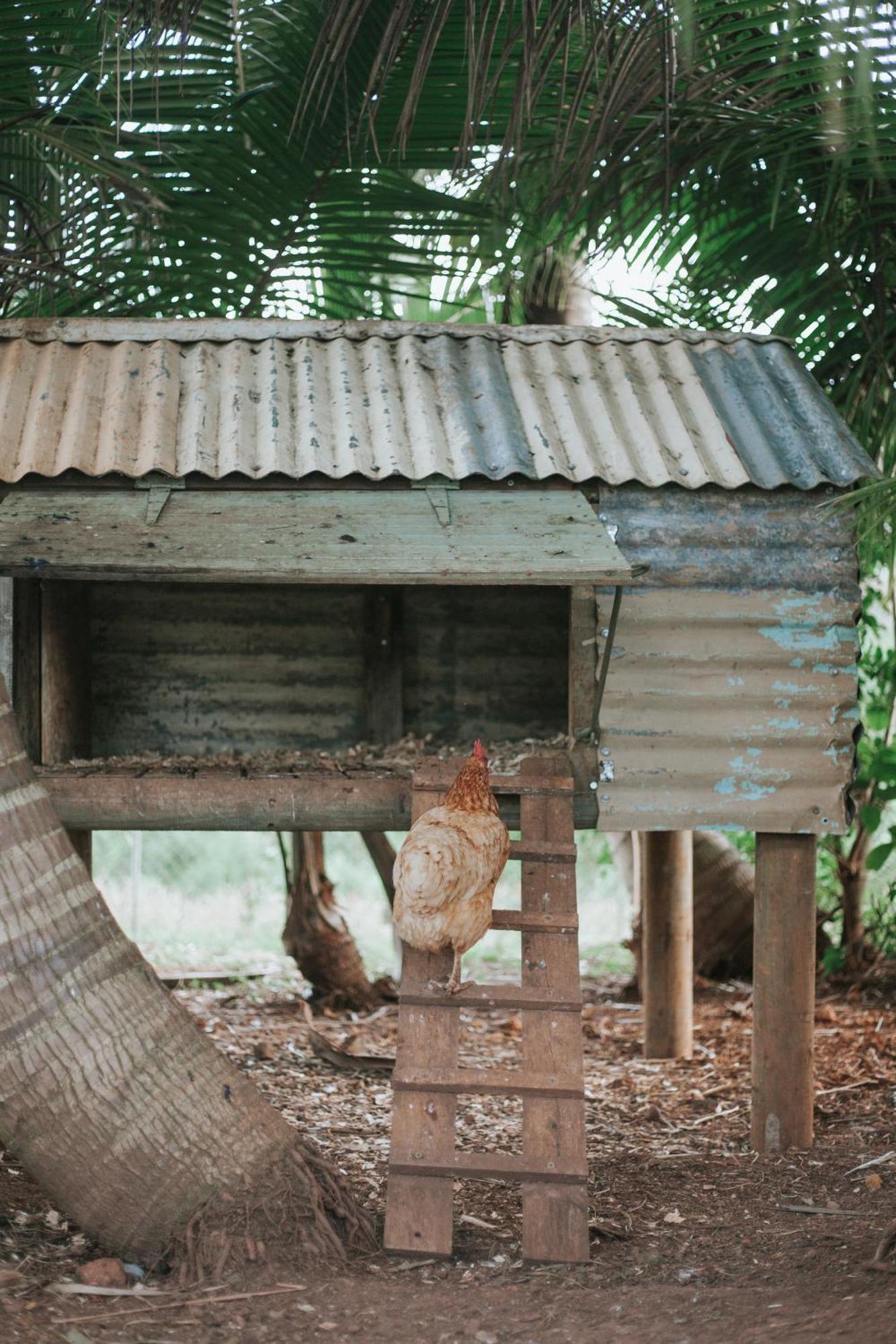 La Vieille Cheminee, Tropical Farm & Eco-Lodges Chamarel Exterior foto